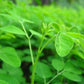 Moringa Leaf Powder - 1 lb bag (Raw, Organic)