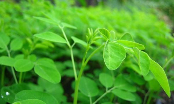 Moringa Leaf Powder - 1 lb bag (Raw, Organic)