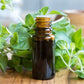 Oregano Essential Oil - High Potency